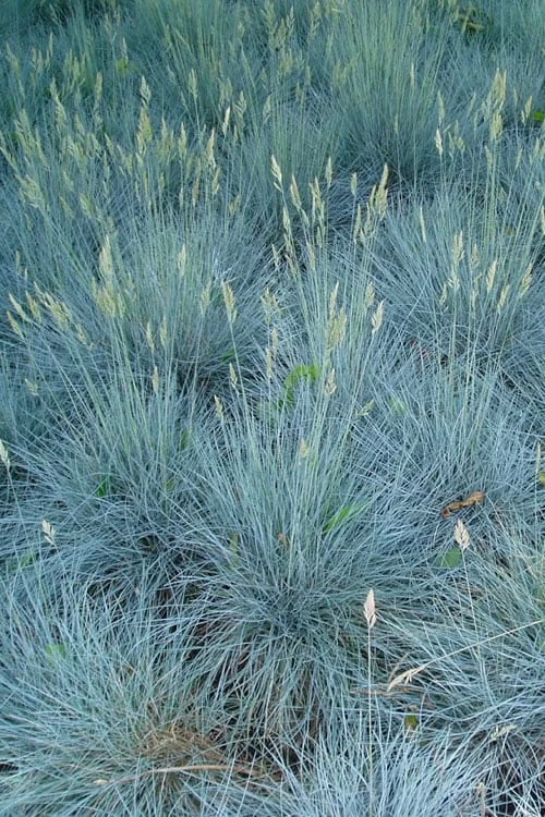 Beyond Blue Festuca (Fescue) - 6 Pack Of 1 Gallon Pots 7 Beyond Blue Festuca (Fescue) - 6 Pack Of 1 Gallon Pots - Image 5