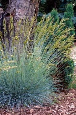 Blue Fescue Grass (Festuca Glauca) - 1 Gallon Pot -Outlet Drip Mingle Store festuca glauca blue fescue grass 13 1