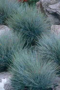 Blue Fescue Grass (Festuca Glauca) - 10 Pack Of Quart Pots -Outlet Drip Mingle Store festuca glauca blue fescue grass 14