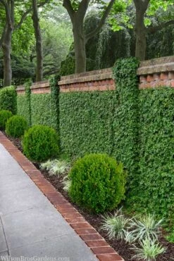 Creeping Fig - Ficus Pumila - 3 Pack Of Pint Pots -Outlet Drip Mingle Store ficus pumila green creeping fig 100 3