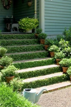 Creeping Fig (Ficus Pumila) - 10 Pack Of Pint Pots -Outlet Drip Mingle Store ficus pumila green creeping fig 105 2