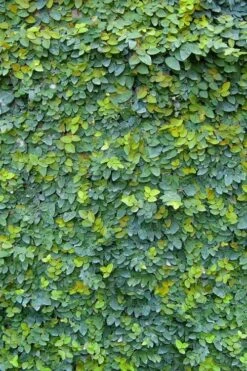 Creeping Fig (Ficus Pumila) - 5 Pack Of Quart Pots -Outlet Drip Mingle Store ficus pumila green creeping fig 106