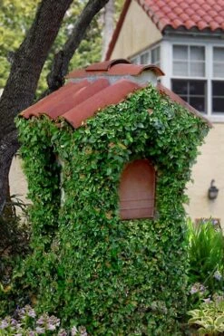 Creeping Fig (Ficus Pumila) - 5 Pack Of Quart Pots -Outlet Drip Mingle Store ficus pumila green creeping fig 107 1