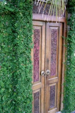 Creeping Fig (Ficus Pumila) - 5 Pack Of 4" Pint Pots -Outlet Drip Mingle Store ficus pumila green creeping fig 108