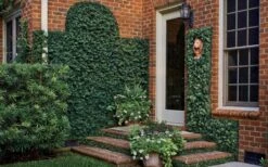 Creeping Fig - Ficus Pumila - 3 Pack Of Pint Pots -Outlet Drip Mingle Store ficus pumila green creeping fig 109 3