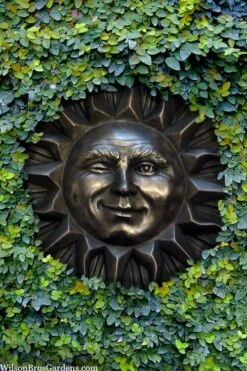 Creeping Fig - Ficus Pumila - 3 Pack Of Pint Pots -Outlet Drip Mingle Store ficus pumila green creeping fig 110 3