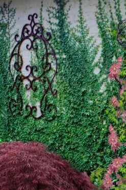 Creeping Fig (Ficus Pumila) - 10 Pack Of Pint Pots -Outlet Drip Mingle Store ficus pumila green creeping fig 112 2