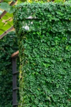 Creeping Fig (Ficus Pumila) - 10 Pack Of Pint Pots -Outlet Drip Mingle Store ficus pumila green creeping fig 113 2