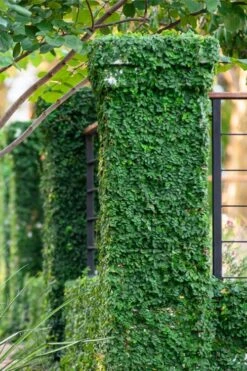 Creeping Fig (Ficus Pumila) - 5 Pack Of 4" Pint Pots