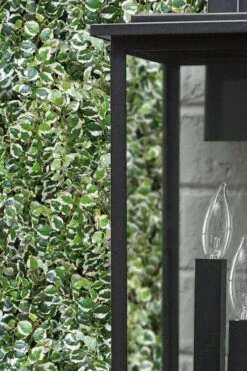 Variegated Creeping Fig - Ficus Pumila 'Variegata' - 6 Pack Of Pint Pots -Outlet Drip Mingle Store ficus pumila variegata creeping fig 101 1