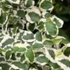 Variegated Creeping Fig (Ficus Pumila 'Variegata') - 10 Pack Of 4" Pint Pots -Outlet Drip Mingle Store ficus pumila variegata creeping fig 103