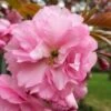 Kwanzan Pink Double Flowering Cherry Tree - 3 Gallon Pot -Outlet Drip Mingle Store flowering cherry kwansan 1