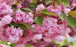 Kwanzan Pink Double Flowering Cherry Tree - 3 Gallon Pot 14 Kwanzan Pink Double Flowering Cherry Tree - 3 Gallon Pot -Outlet Drip Mingle Store flowering cherry kwansan 3