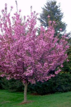 Kwanzan Pink Double Flowering Cherry Tree - 3 Gallon Pot 13 Kwanzan Pink Double Flowering Cherry Tree - 3 Gallon Pot -Outlet Drip Mingle Store flowering cherry kwansan 4
