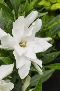 Radicans Creeping Dwarf Gardenia - 3 Gallon Pot -Outlet Drip Mingle Store gardenia radicans 22
