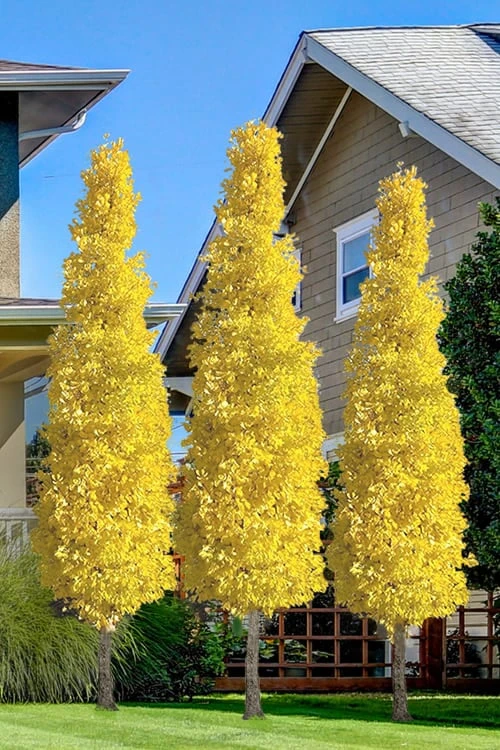 Sky Tower Ginkgo Maidenhair Tree (Male) - 5 Gallon Pot 3 Sky Tower Ginkgo Maidenhair Tree (Male) - 5 Gallon Pot