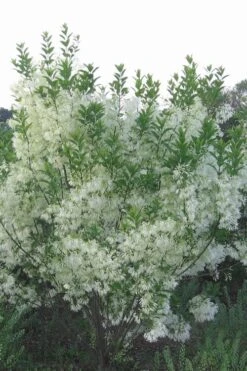Grancy Graybeard - White Fringe Tree - 1 Gallon Pot -Outlet Drip Mingle Store grancy graybeard tree 33