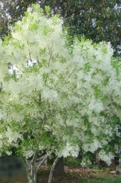 Grancy Graybeard - White Fringe Tree - 1 Gallon Pot -Outlet Drip Mingle Store grancy graybeard tree flowers 22 500x750 1