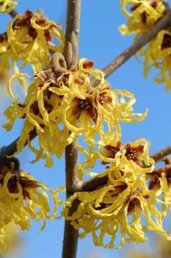 Arnold Promise Witch Hazel - 3 Gallon Pot -Outlet Drip Mingle Store hamamelis intermedia arnolds promise witch hazel 1 1