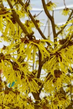 Arnold Promise Witch Hazel - 3 Gallon Pot -Outlet Drip Mingle Store hamamelis intermedia arnolds promise witch hazel 2 1