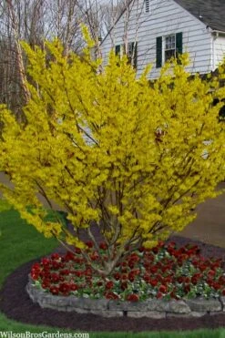 Arnold Promise Witch Hazel - 3 Gallon Pot -Outlet Drip Mingle Store hamamelis intermedia arnolds promise witch hazel 4 1