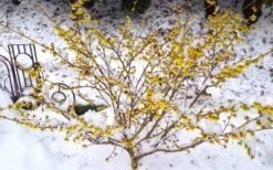 Arnold Promise Witch Hazel - 7 Gallon Pot -Outlet Drip Mingle Store hamamelis intermedia arnolds promise witch hazel 5