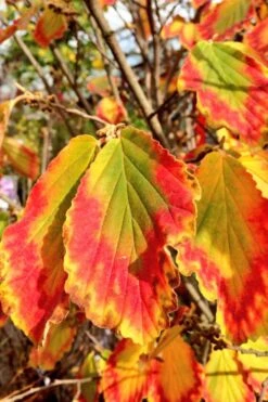 Arnold Promise Witch Hazel - 7 Gallon Pot -Outlet Drip Mingle Store hamamelis intermedia arnolds promise witch hazel 7