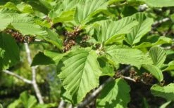 Arnold Promise Witch Hazel - 3 Gallon Pot -Outlet Drip Mingle Store hamamelis intermedia arnolds promise witch hazel 8 1