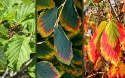 Arnold Promise Witch Hazel - 7 Gallon Pot -Outlet Drip Mingle Store hamamelis intermedia arnolds promise witch hazel 9