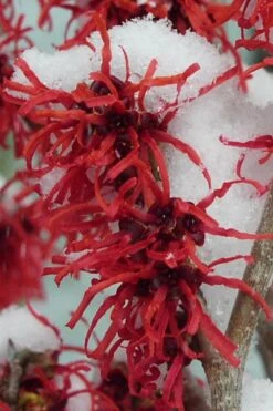 Diane Red Witch Hazel (Hamamelis X Intermedia) - 5 Gallon Pot -Outlet Drip Mingle Store hamamelis intermedia diane witch hazel 11 1