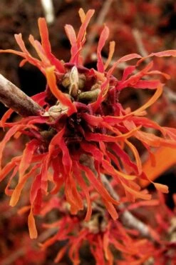 Diane Red Witch Hazel (Hamamelis X Intermedia) - 5 Gallon Pot -Outlet Drip Mingle Store hamamelis intermedia diane witch hazel 2 1