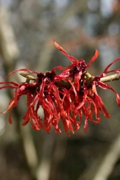 Diane Red Witch Hazel (Hamamelis X Intermedia) - 5 Gallon Pot -Outlet Drip Mingle Store hamamelis intermedia diane witch hazel 4 1
