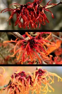 Diane Red Witch Hazel (Hamamelis X Intermedia) - 5 Gallon Pot -Outlet Drip Mingle Store hamamelis intermedia diane witch hazel 5 1