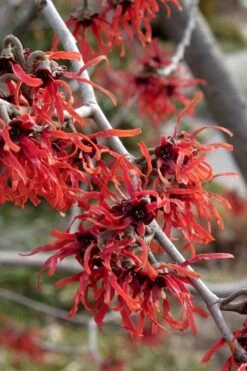 Diane Red Witch Hazel (Hamamelis X Intermedia) - 7 Gallon Pot -Outlet Drip Mingle Store hamamelis intermedia diane witch hazel 6