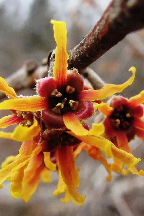 Ozark Witch Hazel (Hamamelis Vernalis) - 3 Gallon Pot 3 Ozark Witch Hazel (Hamamelis Vernalis) - 3 Gallon Pot