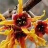 Ozark Witch Hazel (Hamamelis Vernalis) - 5 Gallon Pot