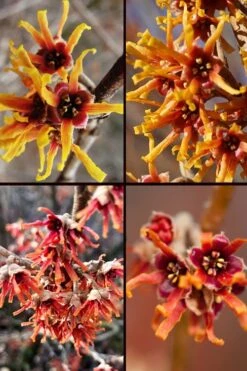 Ozark Witch Hazel (Hamamelis Vernalis) - 5 Gallon Pot 18 Ozark Witch Hazel (Hamamelis Vernalis) - 5 Gallon Pot -Outlet Drip Mingle Store hamamelis veralis vernal ozark witch hazel 11