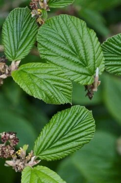 Ozark Witch Hazel (Hamamelis Vernalis) - 3 Gallon Pot 16 Ozark Witch Hazel (Hamamelis Vernalis) - 3 Gallon Pot -Outlet Drip Mingle Store hamamelis veralis vernal ozark witch hazel 2 1