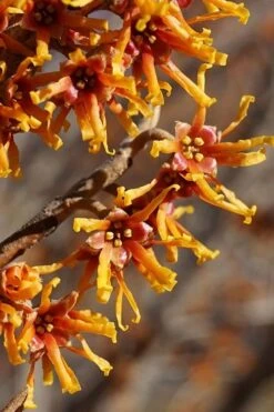 Ozark Witch Hazel (Hamamelis Vernalis) - 5 Gallon Pot 15 Ozark Witch Hazel (Hamamelis Vernalis) - 5 Gallon Pot -Outlet Drip Mingle Store hamamelis veralis vernal ozark witch hazel 4