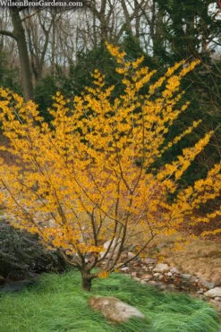 Ozark Witch Hazel (Hamamelis Vernalis) - 3 Gallon Pot 14 Ozark Witch Hazel (Hamamelis Vernalis) - 3 Gallon Pot -Outlet Drip Mingle Store hamamelis veralis vernal ozark witch hazel 8 1