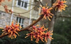 Ozark Witch Hazel (Hamamelis Vernalis) - 3 Gallon Pot 19 Ozark Witch Hazel (Hamamelis Vernalis) - 3 Gallon Pot -Outlet Drip Mingle Store hamamelis veralis vernal ozark witch hazel 9 1
