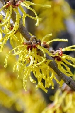 Little Prospect Golden American Witch Hazel (Hamamelis Virginiana) - 5 Gallon Pot -Outlet Drip Mingle Store hamamelis virginiana little prospect golden variegated witch hazel 11