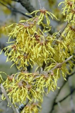 Little Prospect Golden American Witch Hazel (Hamamelis Virginiana) - 5 Gallon Pot -Outlet Drip Mingle Store hamamelis virginiana little prospect golden variegated witch hazel 14
