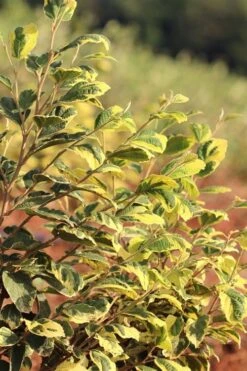 Little Prospect Golden American Witch Hazel (Hamamelis Virginiana) - 5 Gallon Pot -Outlet Drip Mingle Store hamamelis virginiana little prospect golden variegated witch hazel 5