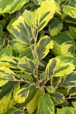 Little Prospect Golden American Witch Hazel (Hamamelis Virginiana) - 5 Gallon Pot -Outlet Drip Mingle Store hamamelis virginiana little prospect golden variegated witch hazel 9