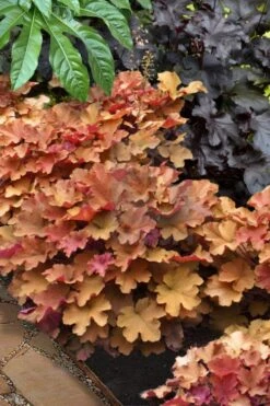 Caramel Heuchera (Villosa Hybrid) - 1 Gallon Pot -Outlet Drip Mingle Store heuchera caramel 20 1