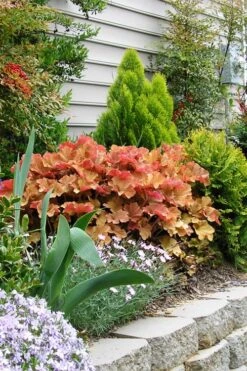 Caramel Heuchera (Villosa Hybrid) - 10 Count Flat Of Quart Pots -Outlet Drip Mingle Store heuchera caramel 21