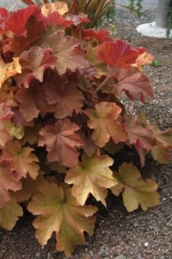 Caramel Heuchera (Villosa Hybrid) - 10 Count Flat Of Quart Pots -Outlet Drip Mingle Store heuchera caramel 23