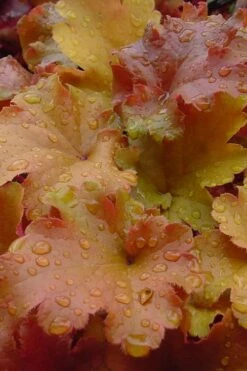 Caramel Heuchera (Villosa Hybrid) - 1 Gallon Pot -Outlet Drip Mingle Store heuchera caramel 500x750 1