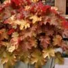 Caramel Heuchera (Villosa Hybrid) - 1 Gallon Pot -Outlet Drip Mingle Store heuchera caramel coral bells 31 1